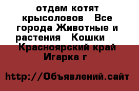 отдам котят крысоловов - Все города Животные и растения » Кошки   . Красноярский край,Игарка г.